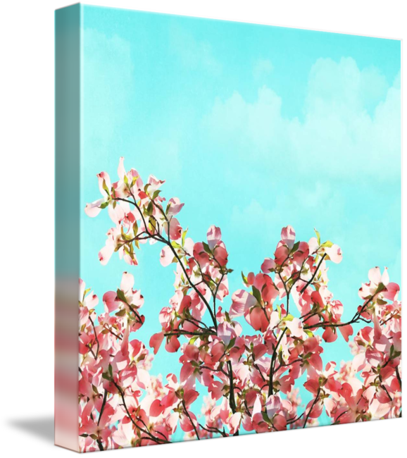 Cherry Blossom (578x650), Png Download