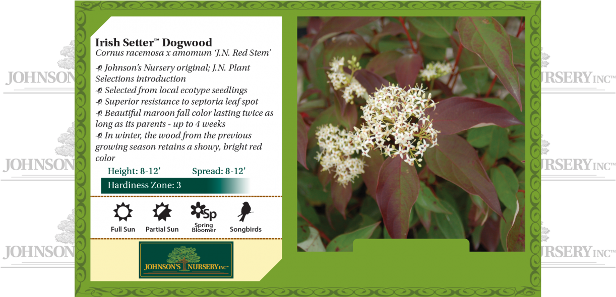 Dogwood With Red Berries - Evergreen Rose (1240x589), Png Download