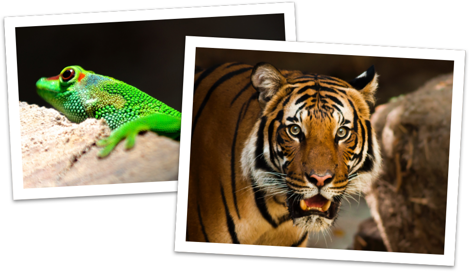 What Are You Waiting For Sign Up Today - Tigre E Panda (968x562), Png Download