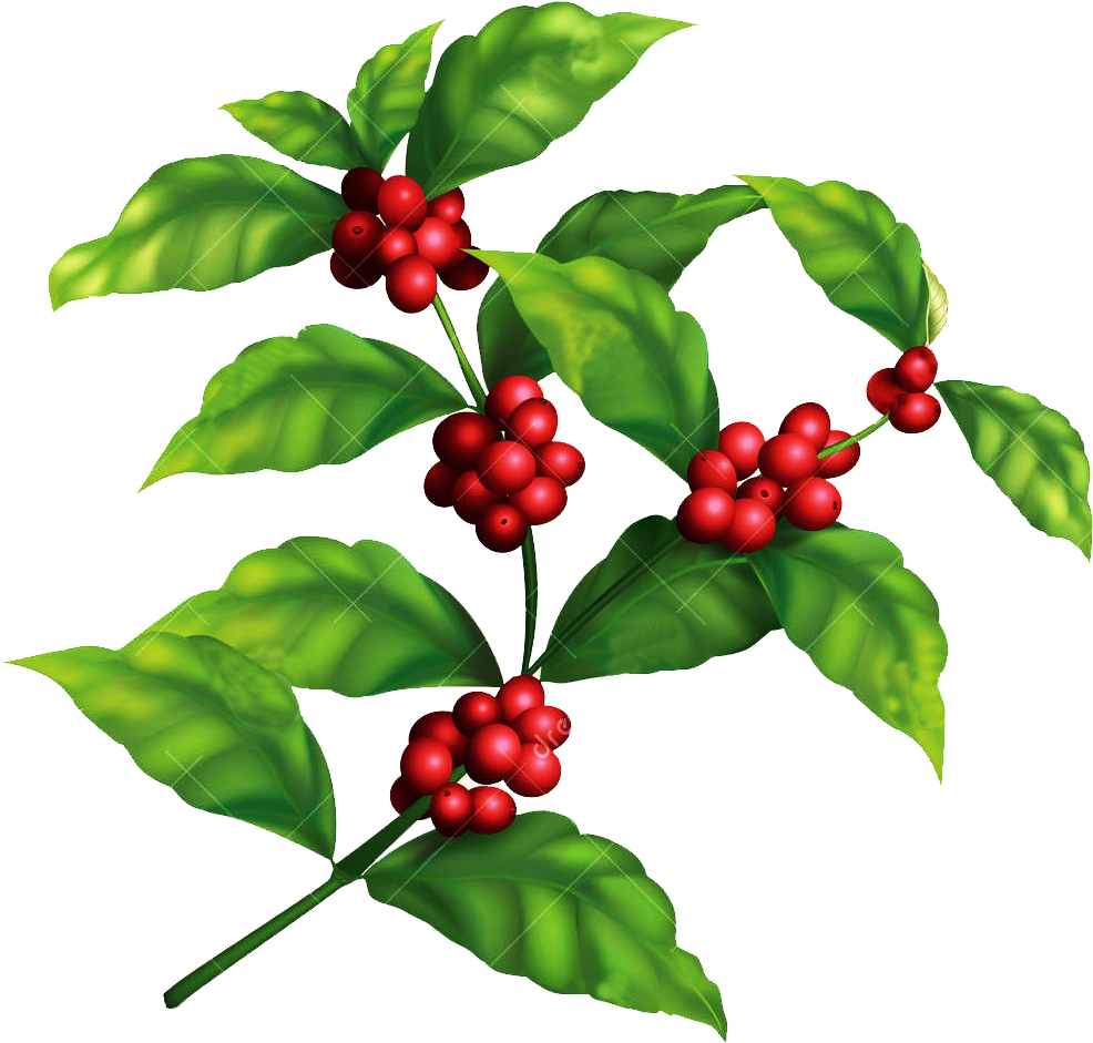 Coffee Plant Clipart Chocolate Tree - Coffee Tree Png (1300x1390), Png Download