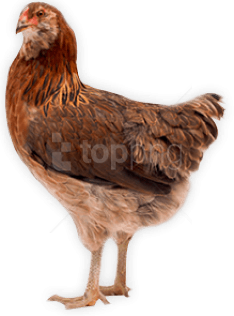 Free Png Images - Chicken With Clear Background (480x647), Png Download