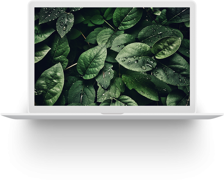 What Makes Us Different - Green Leaves With Water Drops (768x637), Png Download