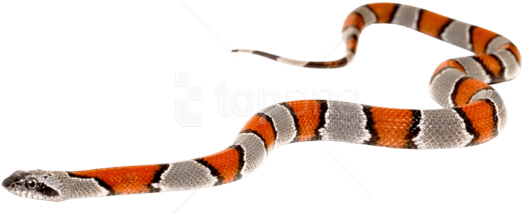 Free Png Download Snake Png Images Background Png Images - Snake Slither Png (850x474), Png Download