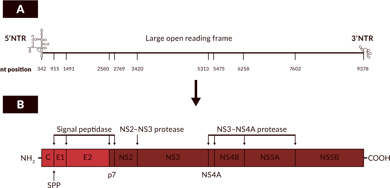 A) Nucleotide Positions Correspond To The Hcv Strain - Diagram (1320x720), Png Download
