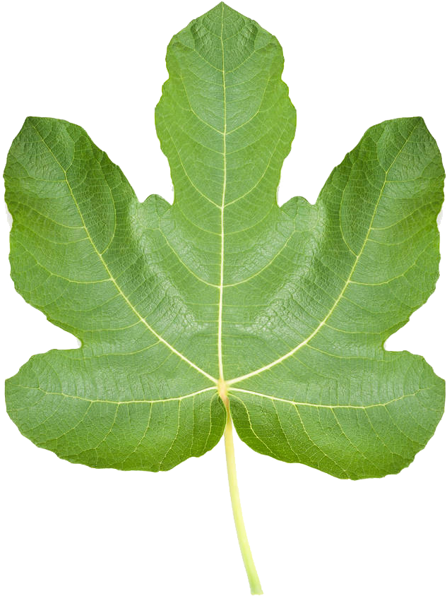Common Ficus Pumila Leaf Stock Photography Realistic - Common Fig (777x1000), Png Download
