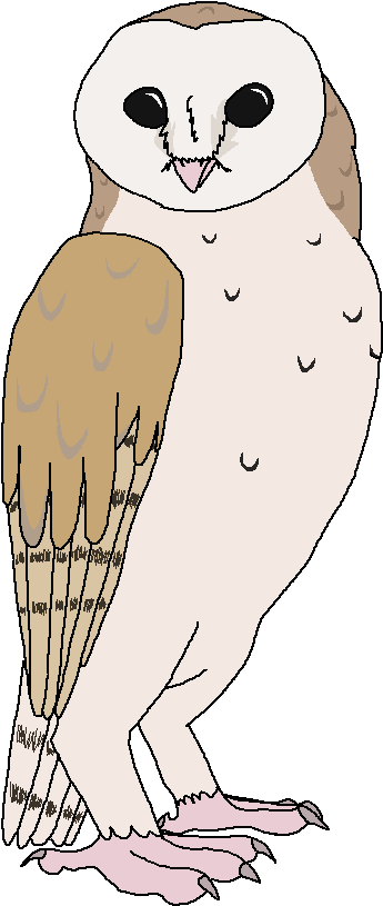 Barn Owl - Owl (494x880), Png Download