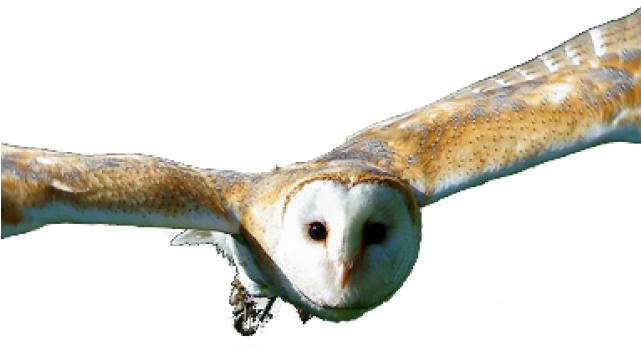 Screech Owl (640x480), Png Download
