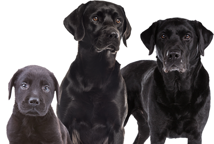 Dog & Cat Feed - Labrador Retriever (750x500), Png Download