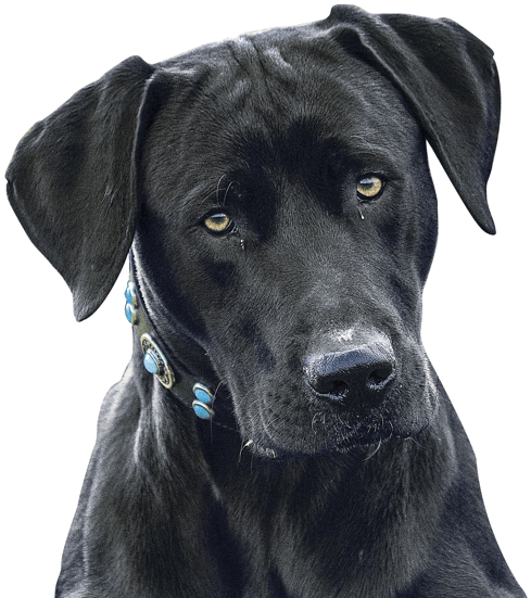 Blue Lacy Texas Puppies Dogs Search - Labrador Retriever (547x578), Png Download