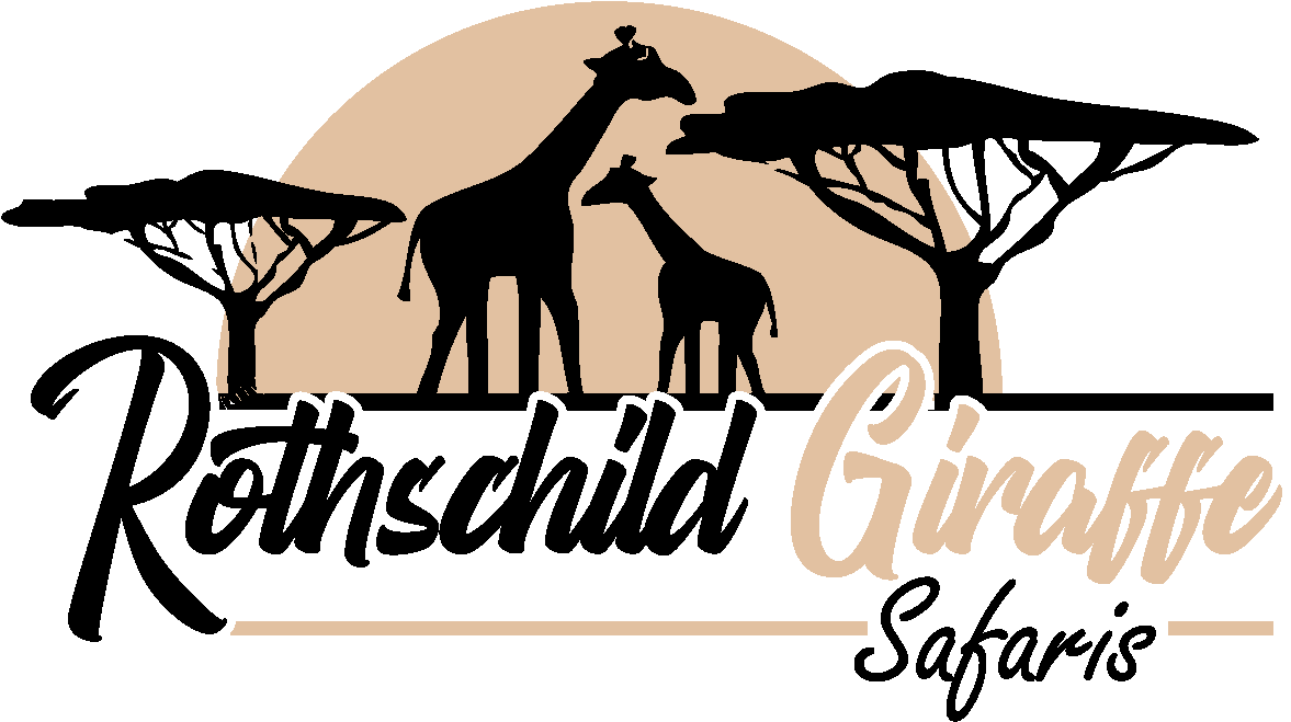 Giraffe (1308x775), Png Download