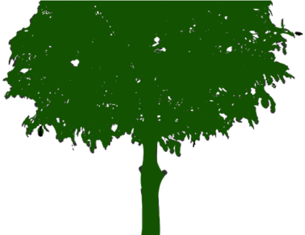 Branch Clipart Tree Limb - Clip Art (640x480), Png Download