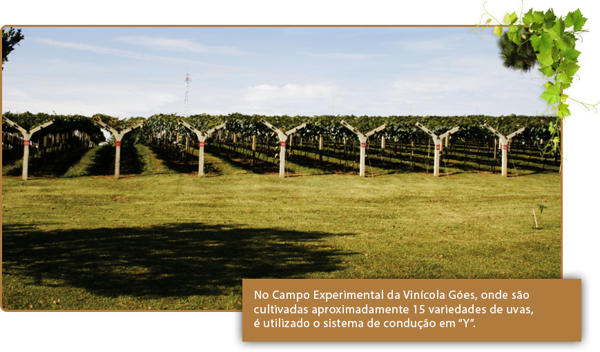 Type Of Soil - Tree (869x510), Png Download