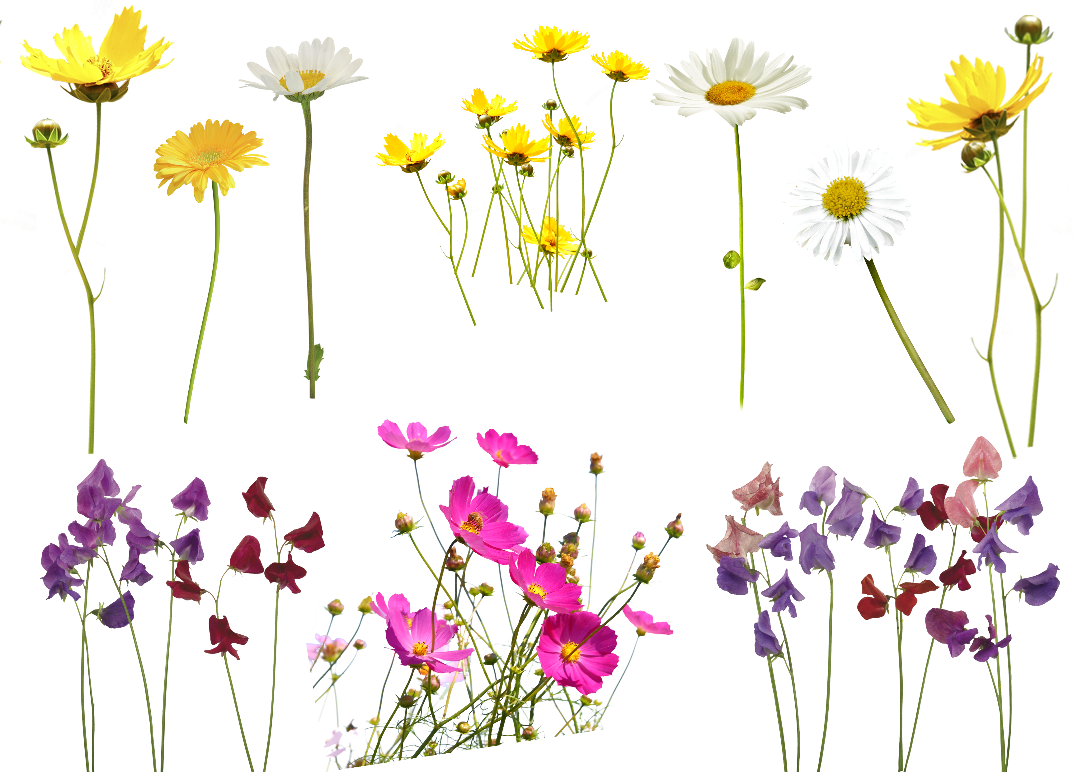 Flower Overlay Png - Free Flower Overlays For Photoshop (3508x2480), Png Download