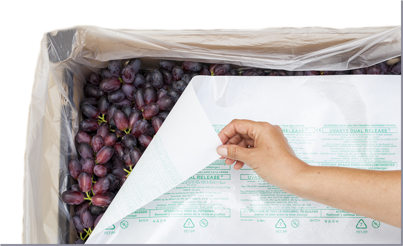 Uvasys Emailing I2 - Gill Ambler (803x490), Png Download