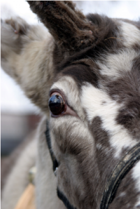 Burro (870x420), Png Download