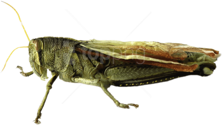 Free Png Download Grasshopper Png Images Background - Belalang Png (850x514), Png Download