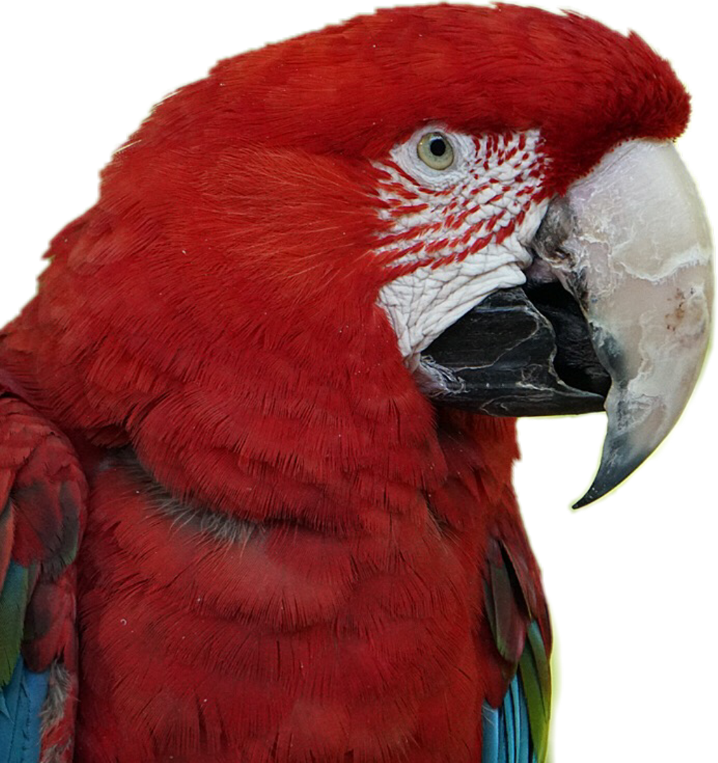 Scarlet Sticker (1024x1088), Png Download
