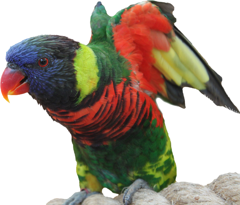 Laminated Poster Isolated Feather Tropics Parrot Bird - นก แก้ว Png (843x720), Png Download
