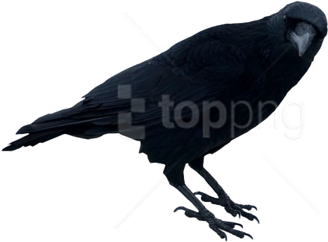Free Png Download Black Crow Standing Png Images Background (850x479), Png Download