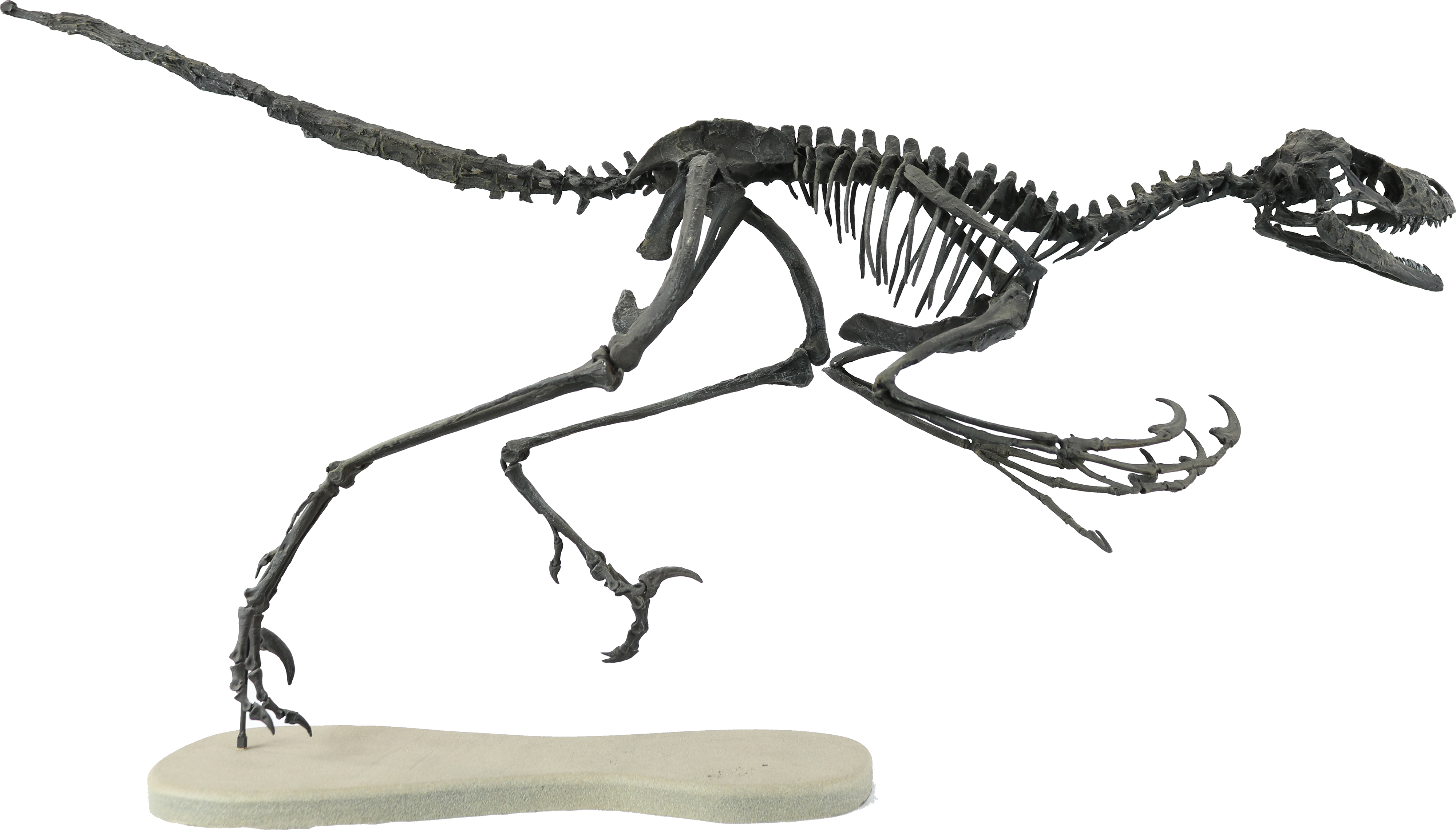 Bambiraptor Front View - Bambiraptor Skeleton (4000x2281), Png Download