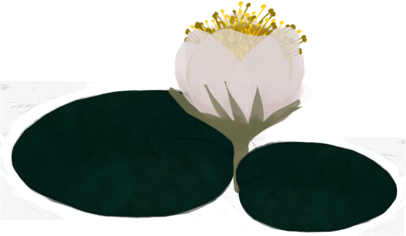 Popular - Water Lily (853x480), Png Download