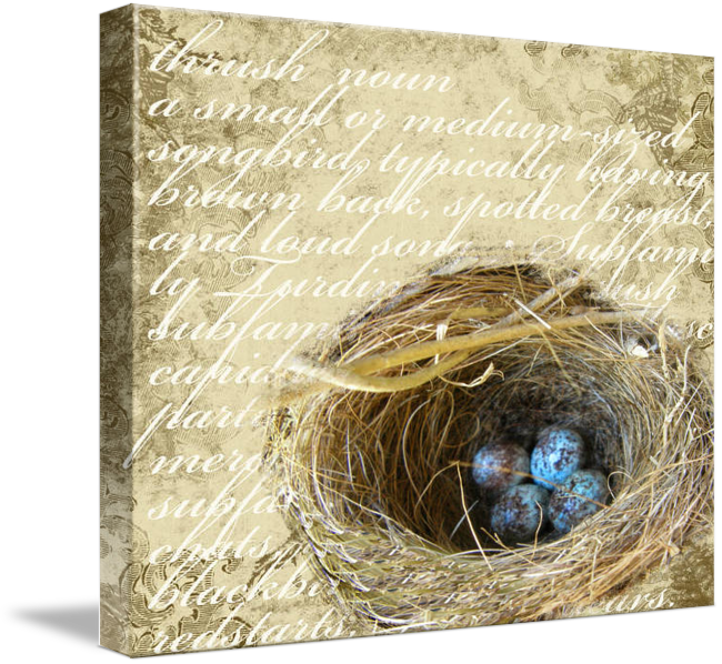 Discover Ideas About Bird Nests - Nest (650x598), Png Download