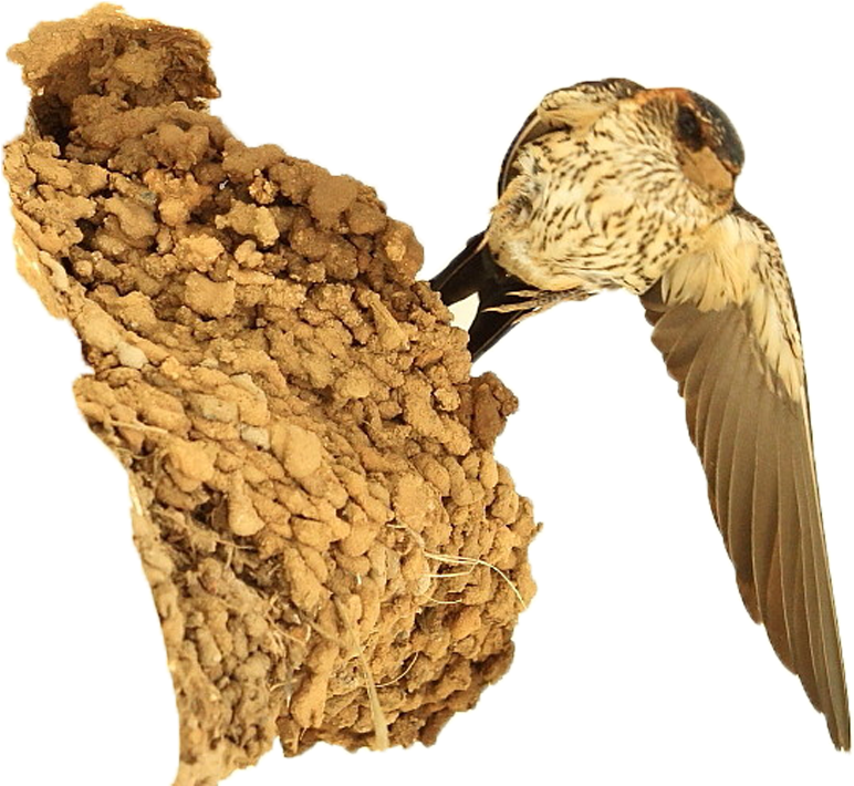 Nest Png No Background - Seabird (1200x800), Png Download