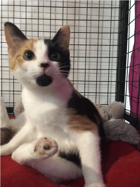 Photo Of Nala - Squitten (638x638), Png Download