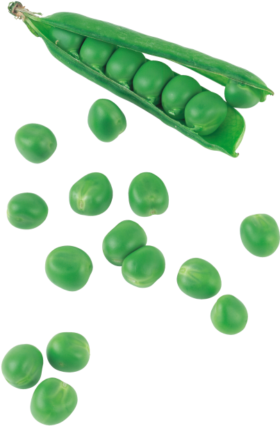 Green Pea - Snow Peas (866x650), Png Download