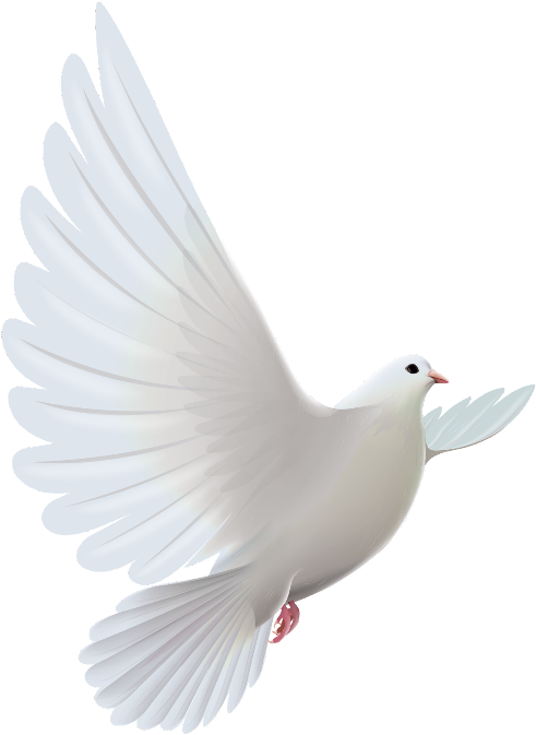 #mq #white #dove #bird #birds - Sorry To Hear About Your Loss Bro (1024x1024), Png Download
