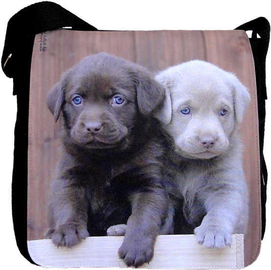 Labrador, Bag Medium - Labrador Grigio Cucciolo (600x600), Png Download