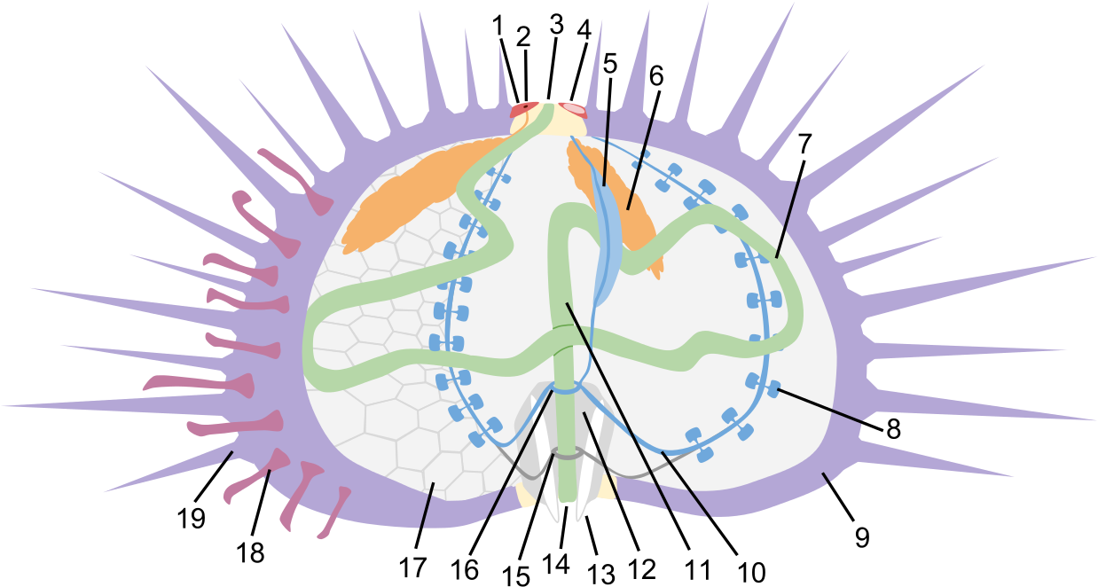 Sea Urchin Anatomy - Anatomy (1280x703), Png Download
