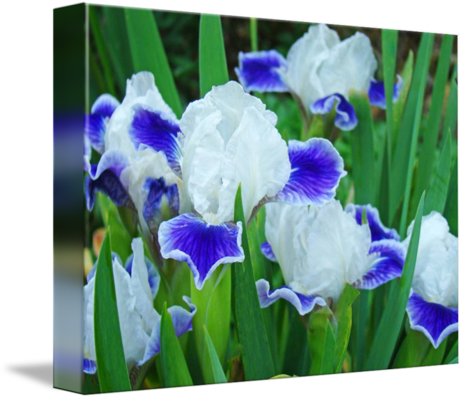 Floral Art Prints Blue Irises By Baslee - Orris Root (650x560), Png Download