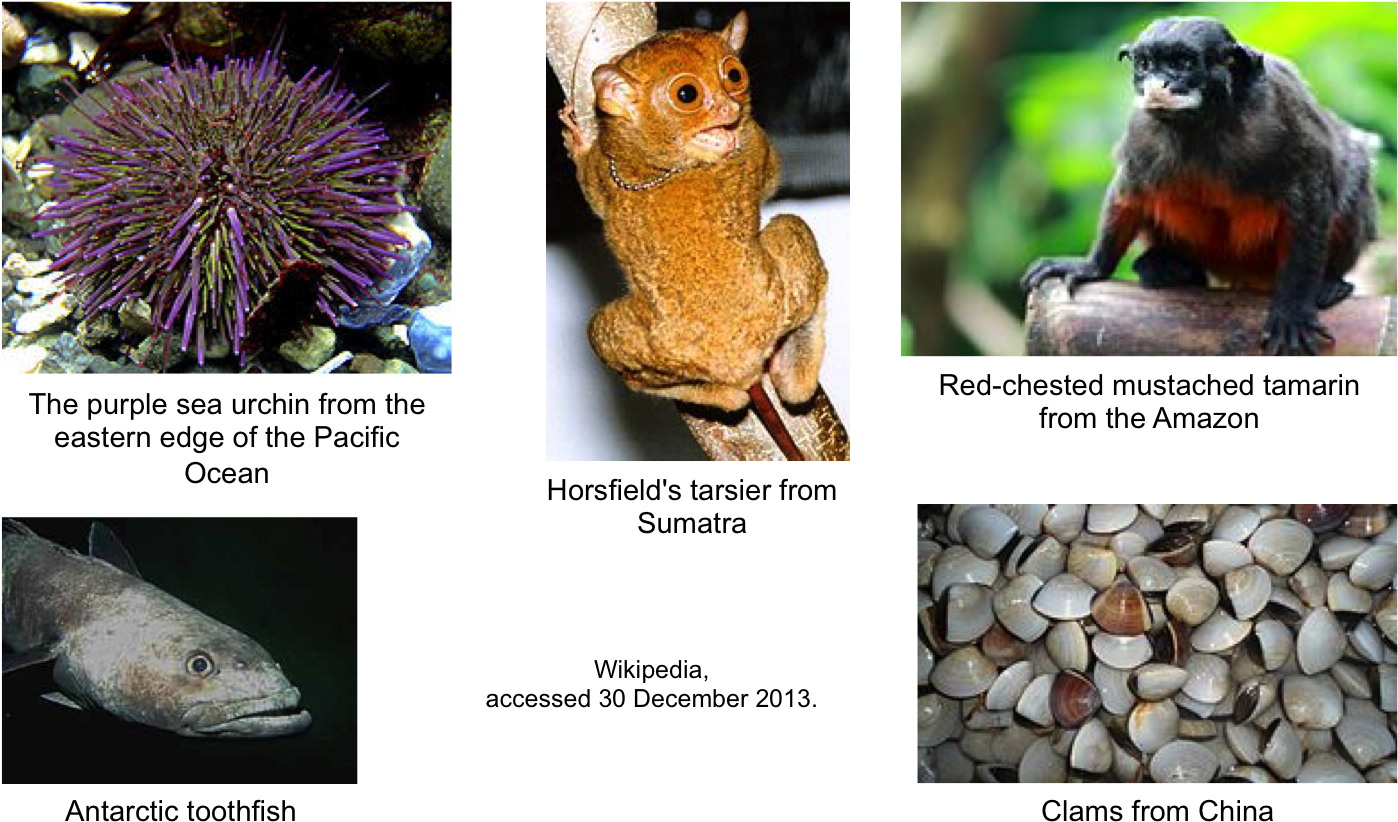 Addgenezoo - Sea Urchin (1397x834), Png Download