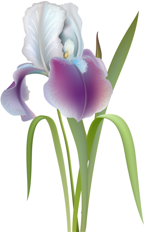 Фото, Автор Soloveika На Яндекс - Ирис Цветок Вектор (498x800), Png Download