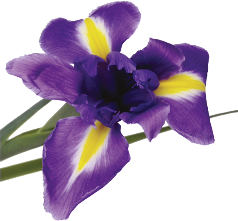 Origin - Iris Versicolor (800x800), Png Download