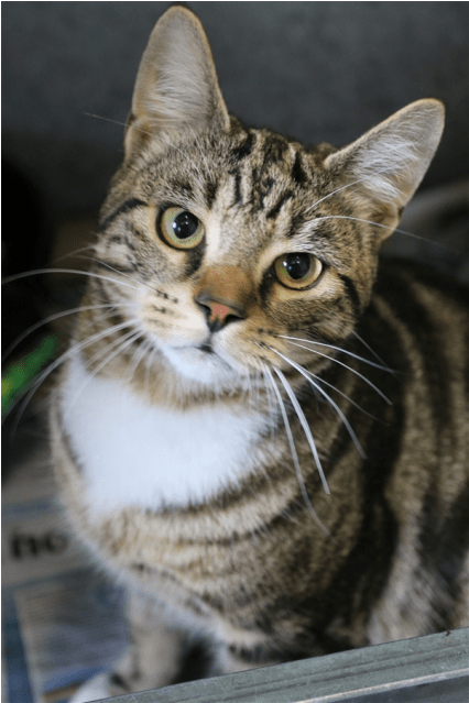 Photo Of Turnip - Tabby Cat (638x638), Png Download