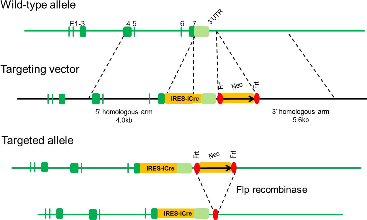 B Ncr1 Icre Mice - Diagram (1266x769), Png Download