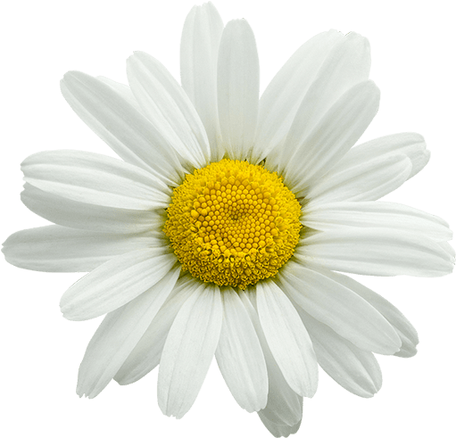 Chamomile Has Long Been Used As A Sleep Aid - Oxeye Daisy (600x600), Png Download