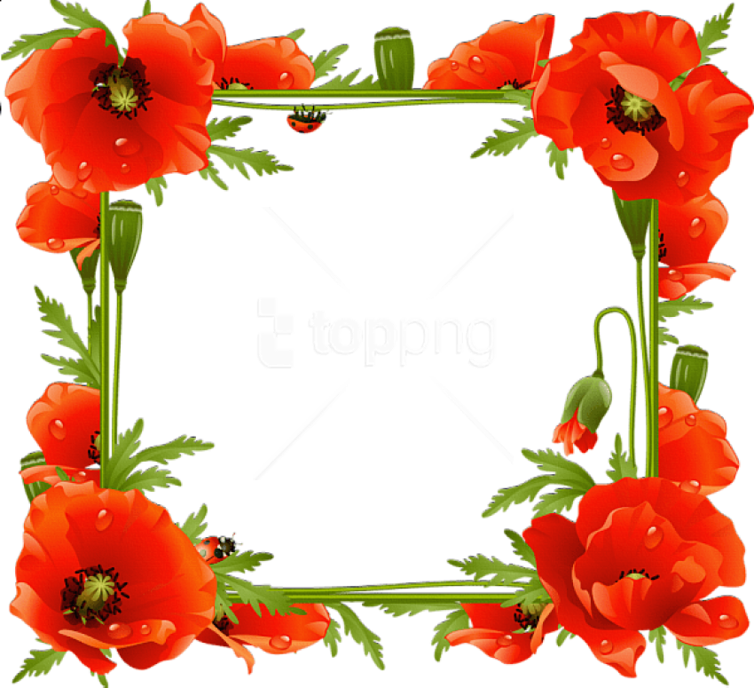 Free Png Best Stock Photos Poppies Transparent Frame - Flower Poppy Frame (850x775), Png Download