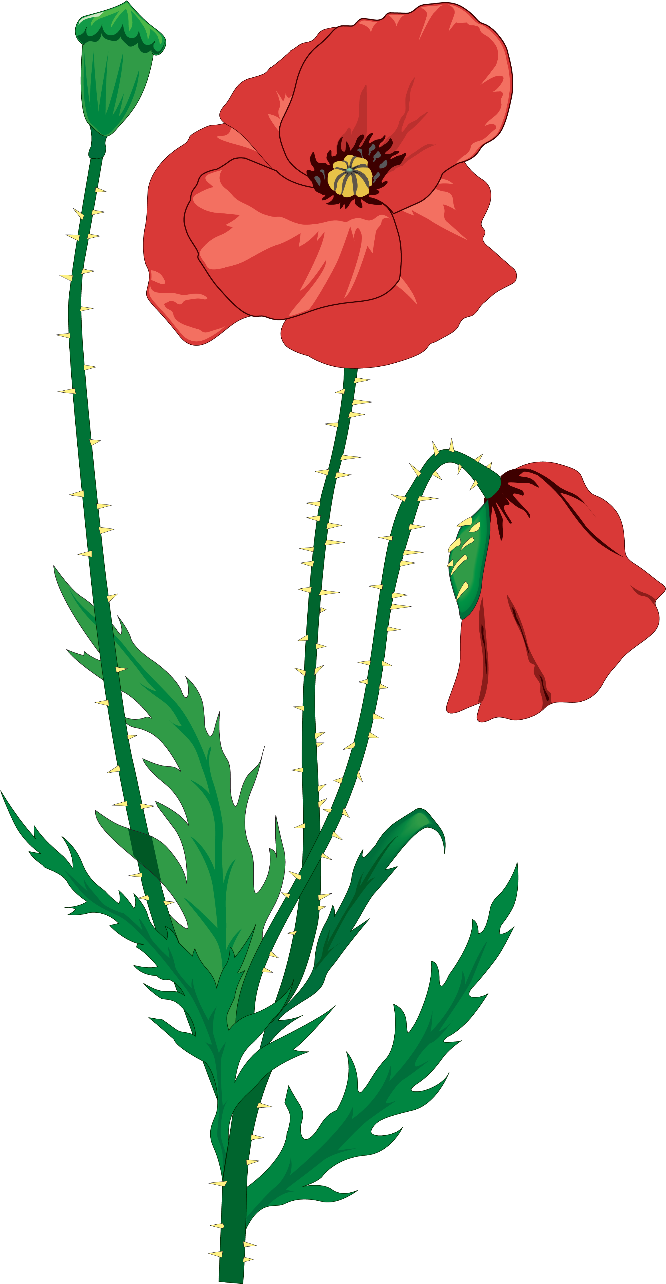 2334 X 4500 2 - Remembrance Day Poppy Drawing (2334x4500), Png Download