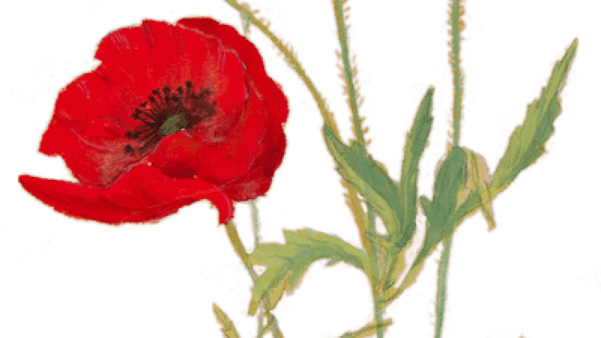 Poppies For Remembrance - Corn Poppy (1200x675), Png Download