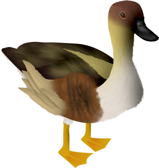 Oca - Animales Png (640x640), Png Download