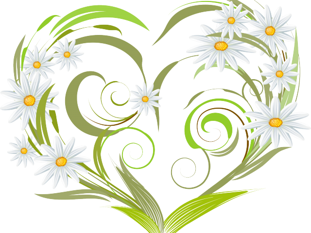 Download Daisy Clipart Margarita Flower Heart Vector Png Image With No Background Pngkey Com