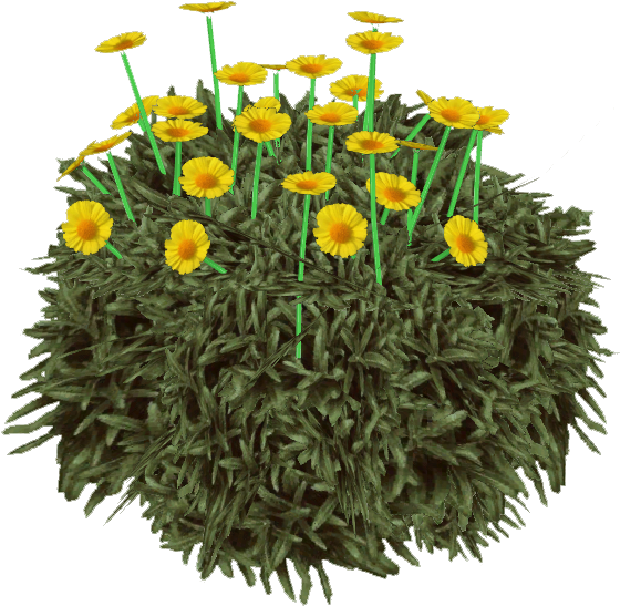 D E S E R T ~ G O L D - English Marigold (559x559), Png Download