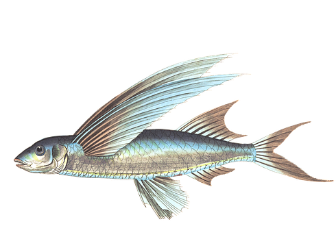 Download Free Fish Png Transparent Images Transparent - Png Fish In Water (720x720), Png Download