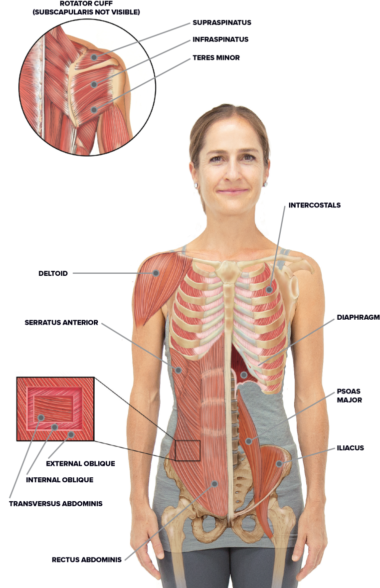 Torso And Shoulder Anatomy - Standing (799x1200), Png Download