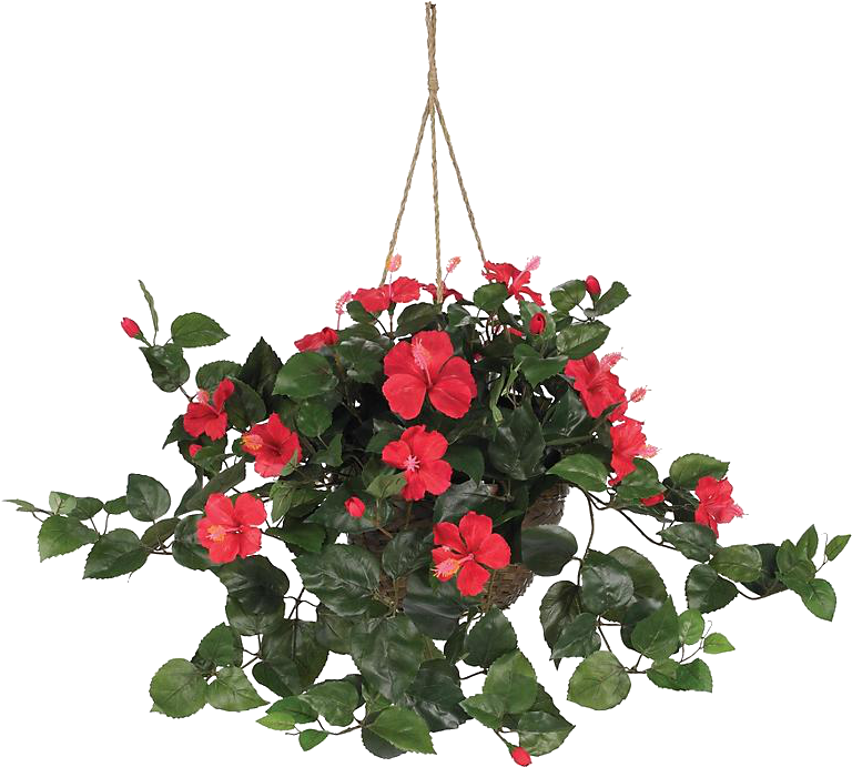 Hanging Plant (800x800), Png Download