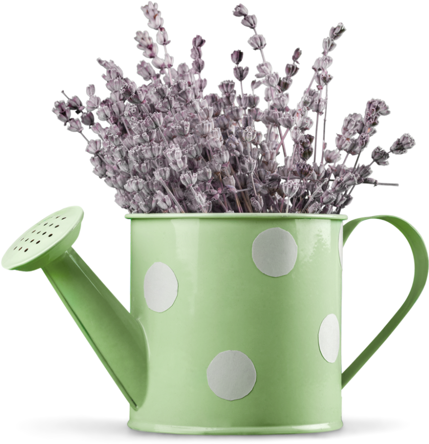 Download Lavender In Watering Can English Lavender PNG Image with No