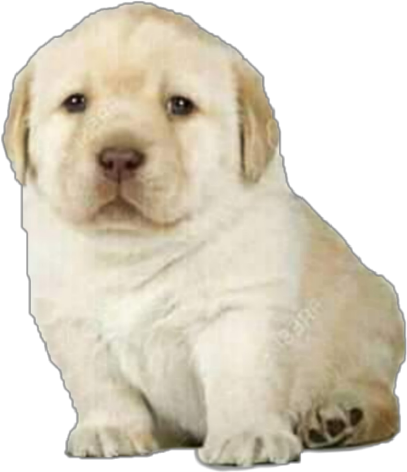 #perro #cachorro #meme #moda - Perrito Triste Meme (1024x1024), Png Download